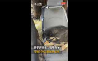 男子开豪车带马狗羊回家过年 它们都是自己的家人：画面让网友难受