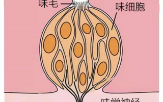 螺蛳粉的臭味 是闻出来的还是尝出来的？