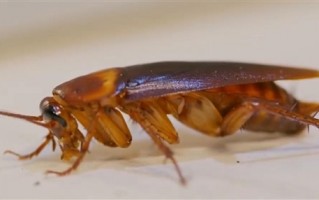 AI灭蟑螂设备面世：配备激光、可自动瞄准射击