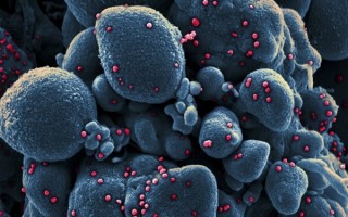 日增感染破三千！奥密克戎的传播力有多强？四点无解