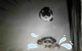 史上最丢脸的蛇：溜进小区、被猫吓住不敢动