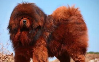 动物界十大霸主排名 十大动物之王排行榜