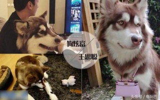 王可可是个碧池,人生不如狗系列