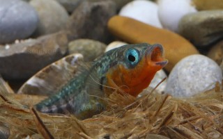 瞅啥瞅！没见过会筑巢的鱼啊？