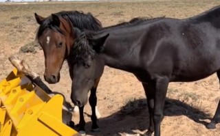 34岁老马去世 2匹小马将送葬车拦停：这一幕网友看哭 万物皆有灵性