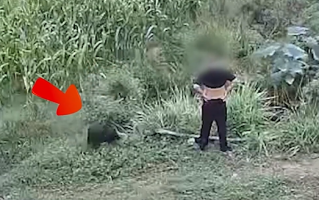 男子被恶狗咬伤后徒手将狗掐死 网友：现实版“武松打虎”