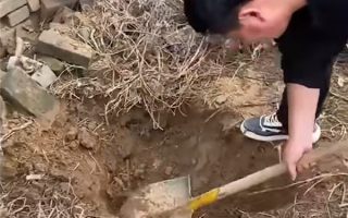 男子4年级时埋白酒打算娶媳妇喝 科普：酒真的越陈越香？