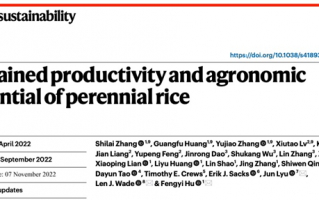 稻中韭菜？我国成功培育多年生稻：种一次免耕收获3至4年
