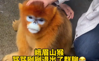 金丝猴下山蹭吃蹭喝 林业局回应：不要靠近 小心伤人