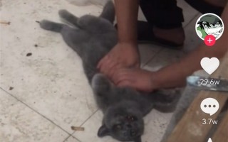 猫咪偷吃馒头被噎晕：小伙用海姆立克法施救 网友笑喷