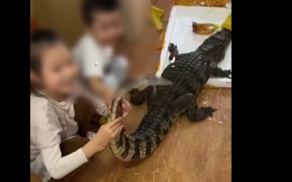 盒马鲜生回应售卖活鳄鱼 ：发货前会去内脏，不存在冬眠、复活的可能