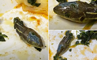 慎点！国外一航班飞机餐中吃出蛇头：空乘被吓坏