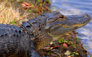 十大动物之王是什么动物 十大动物之王排行榜
