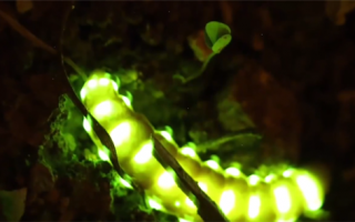 行走的“灯带”！浙江现7厘米长雌光萤：全身30多处发光点