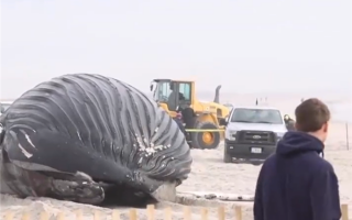 一座头鲸在纽约州海滩搁浅后死亡：去年12月以来第十八起