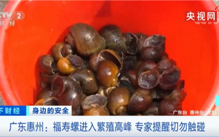 看到千万不要碰！多地福寿螺泛滥：专家称其体内寄生虫多达6000条