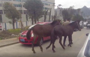 骡子一脚踢翻超它的电动车！网友：“超马”未遂