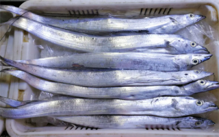 1年吃掉100万吨！带鱼越来越稀少 会像大黄鱼一样枯竭吗？