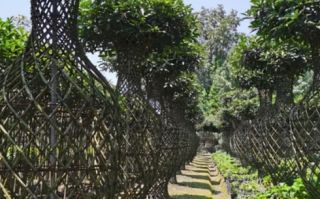 十大名贵树苗 我国十大珍贵树种