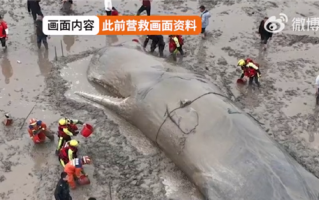 官方回应宁波海域现抹香鲸尸体：尚未确定是否为此前获救