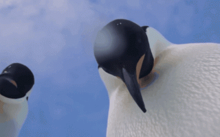 全球变暖或使南极洲65%物种消失：帝企鹅首当其冲