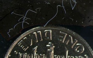 颠覆认知！美国科研团队发现2厘米长巨大细菌：肉眼可见