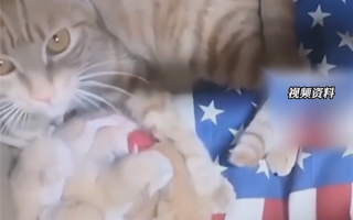 母猫被封公司20多天：独自产崽 啃方便面求生