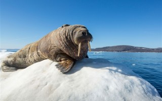 南北两极同时出现极端高温 专家：令人担忧