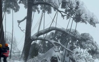 黄山迎客松遭受最大生死考验：28根支撑杆护卫