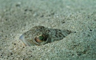 不游泳就会窒息而亡 关于金枪鱼 并非只是生鱼片那么简单！