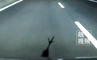 男子高速撞鸟 鸟腿成三叉戟立标 丰田秒变“玛莎拉蒂”