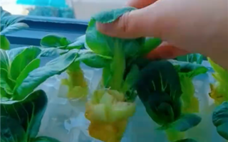 中国人为何爱种菜 中科院博士解释原因