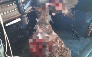 新手学员开飞机时意外撞上老鹰 堂堂猛禽被劈成两半：画面惨烈