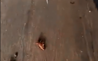 厦门海关空箱中截获2000只活蟑螂：易携带多种传染病菌