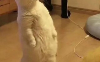 it笑话段子有哪些（十个关于程序员的梗）