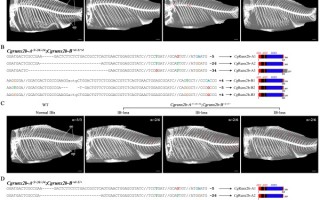 吃鱼或将再也不用挑刺了！中国科学家取得新突破：基因突变搞定