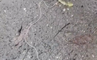 体长30厘米 成都青城山现大量不明线虫 专家科普：宿主或是马陆