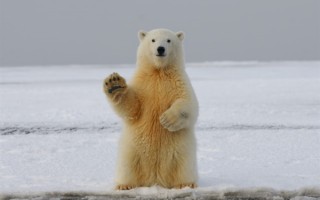 世界北极熊之都升温过快 已危及北极熊生存：吃不上饭了