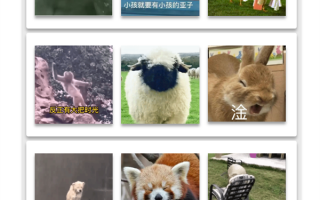 微信官方送出99张可爱动物表情包 快收藏