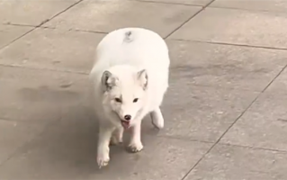 流浪小狐狸投奔看守所1年胖成球：今年要帮它减肥