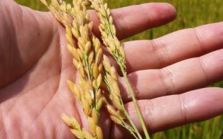 三农指什么政策 带你了解三农指的是什么内容