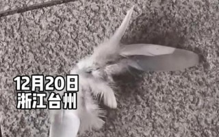让人诧异！浙江台州天上突然飘落大量羽毛：宛如鹅毛大雪