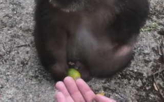 网红独臂猴咬伤师太 工作人员回应：不要拿走它的食物