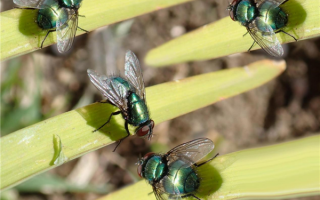 苍蝇为什么总喜欢