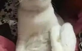 人类为什么喜欢抠脚？因为爽啊！