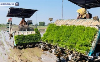 袁隆平团队巨型稻在天津正式插秧：可长2米高、水池能养鱼