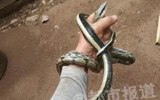 河南一村庄出现蛇群？官方回应并未碰到蛇