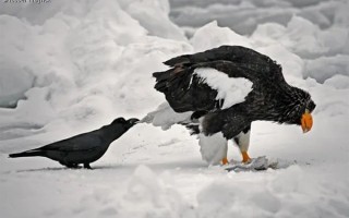 从“神鸟”到“凶鸟”：几千年来乌鸦到底经历了什么？