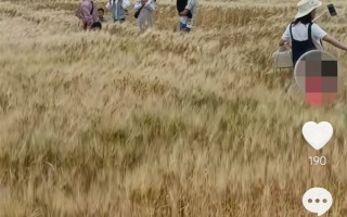 四川一麦田成网红打卡地：遭游客踩踏