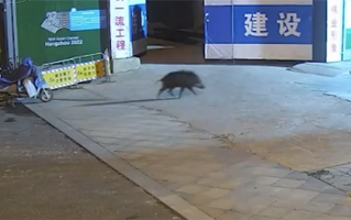 野猪冲进商场厕所被现场打晕制服 网友：二师兄又调皮了